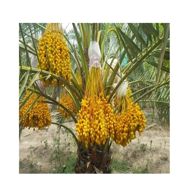 Tissue cultured date palm Ajwa Dates Seedlings Agri-Horti