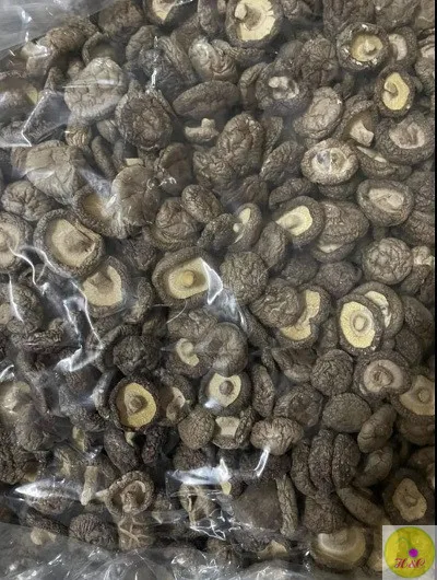 Shiitake гриб/экспорт сушеных гриб оптом/Вьетнам Экспортер Ms. Люси + 84 929 397