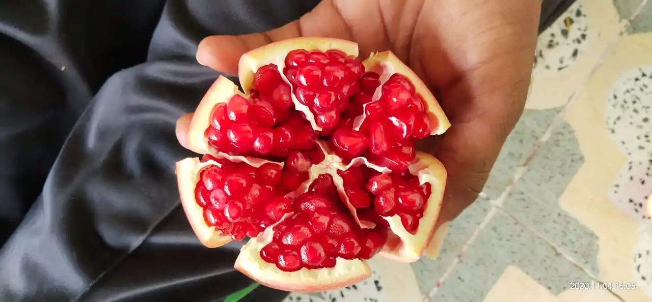 Свежий стандартный гранат экспортируется из индии