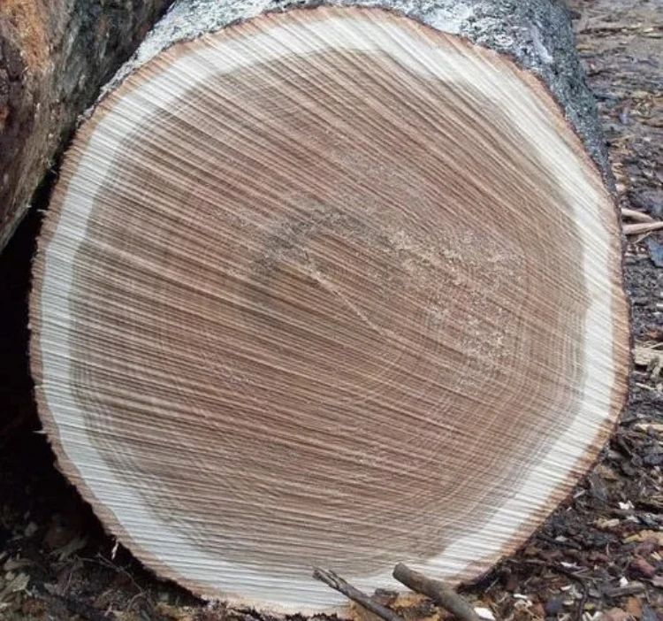 Cheap Timber Logs Teak Wood / Oak Wood Logs / Pine Wood Log with other species