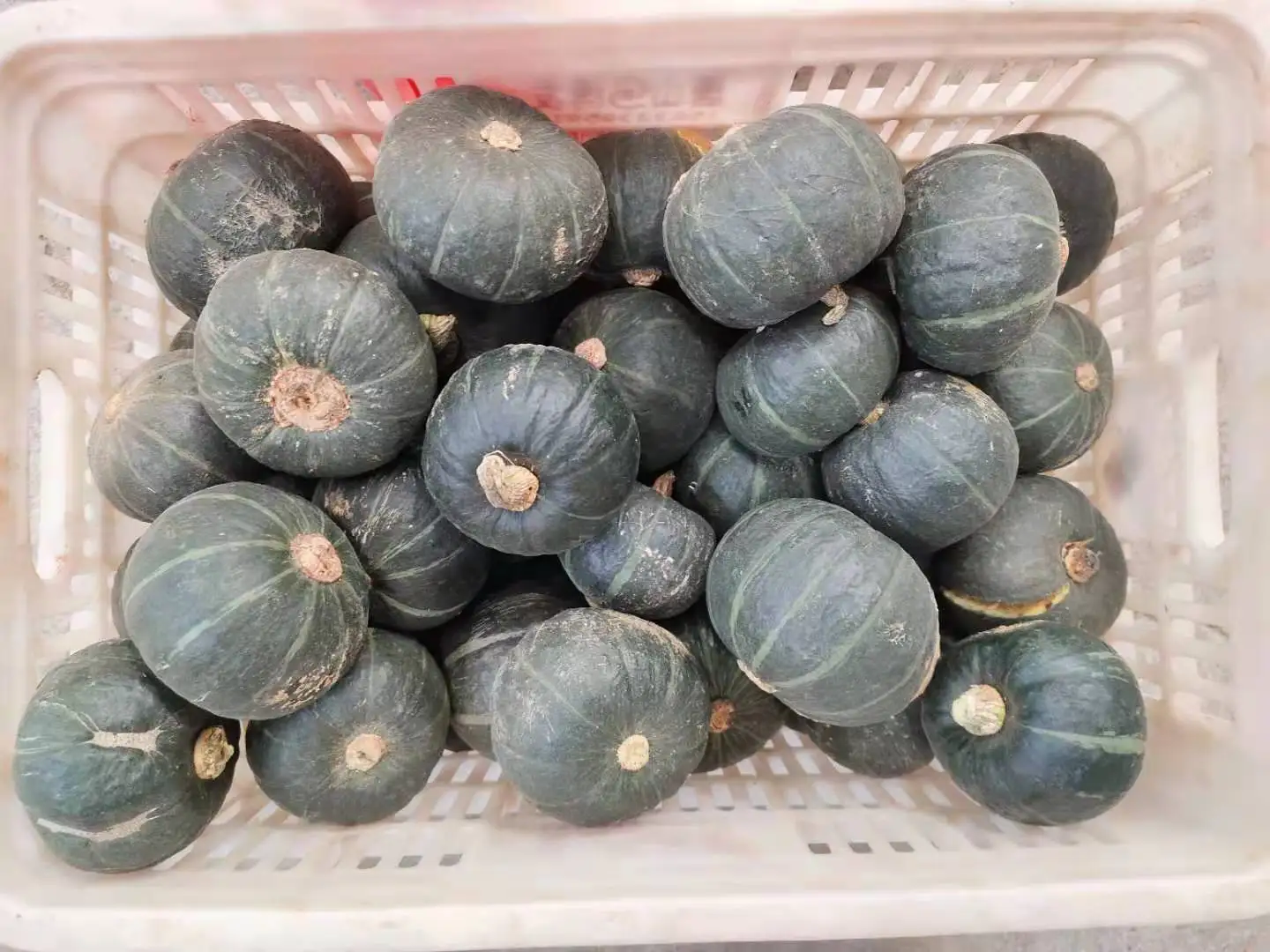 fresh Pumpkin sweet pumpkin