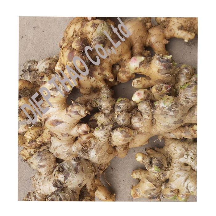 Fresh Ginger_Supplier fresh ginger with cheapest prices from Vietnam
