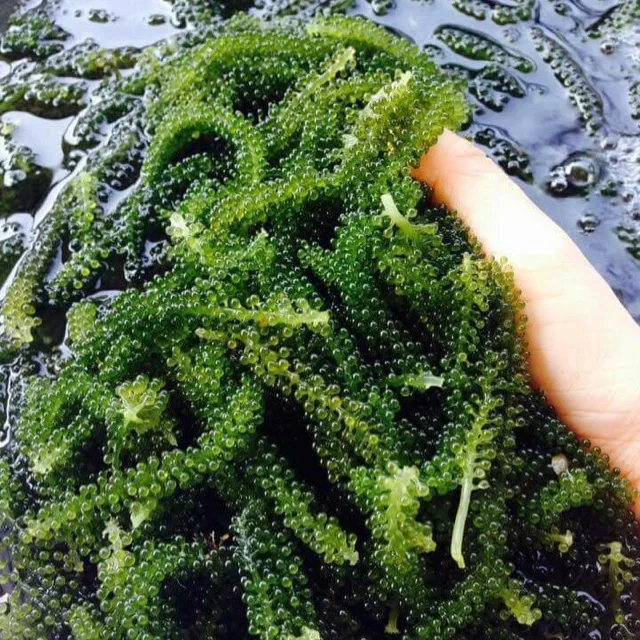 
SEAGRAPE / LATOK / GREEN CAVIAR with High Quality from Viet Nam 