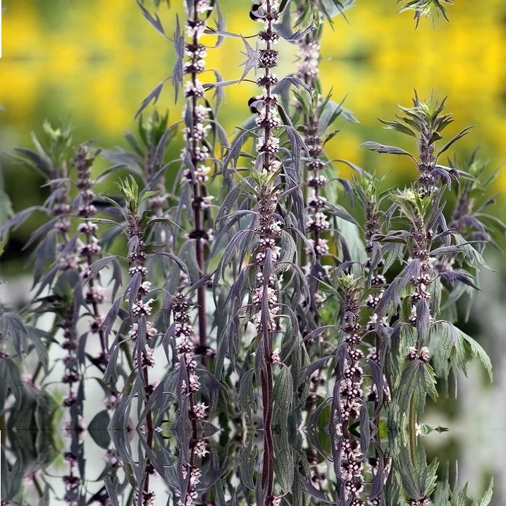 Motherwort herb from Russia In folk and official medicine motherwort is widely and actively used
