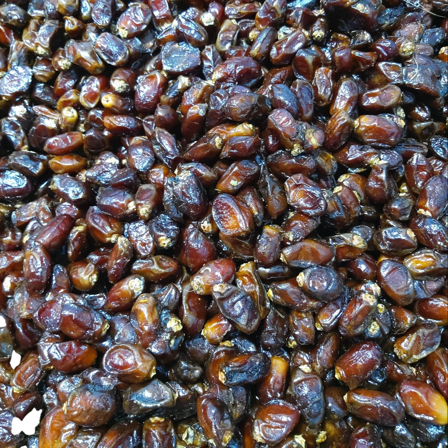  animal feed dry