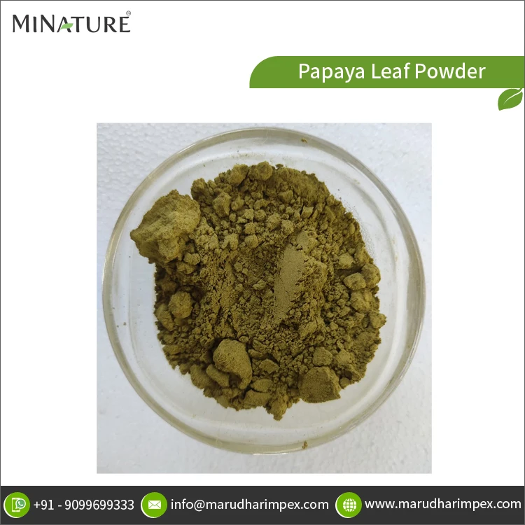 Фирменная торговая марка хорошего качества 100% чистый порошок из листьев папайи ДГК от индийского экспортера по разумной рыночной цене