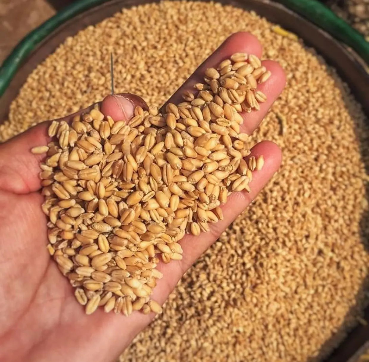 Affordable price Top selling dried wheat grain