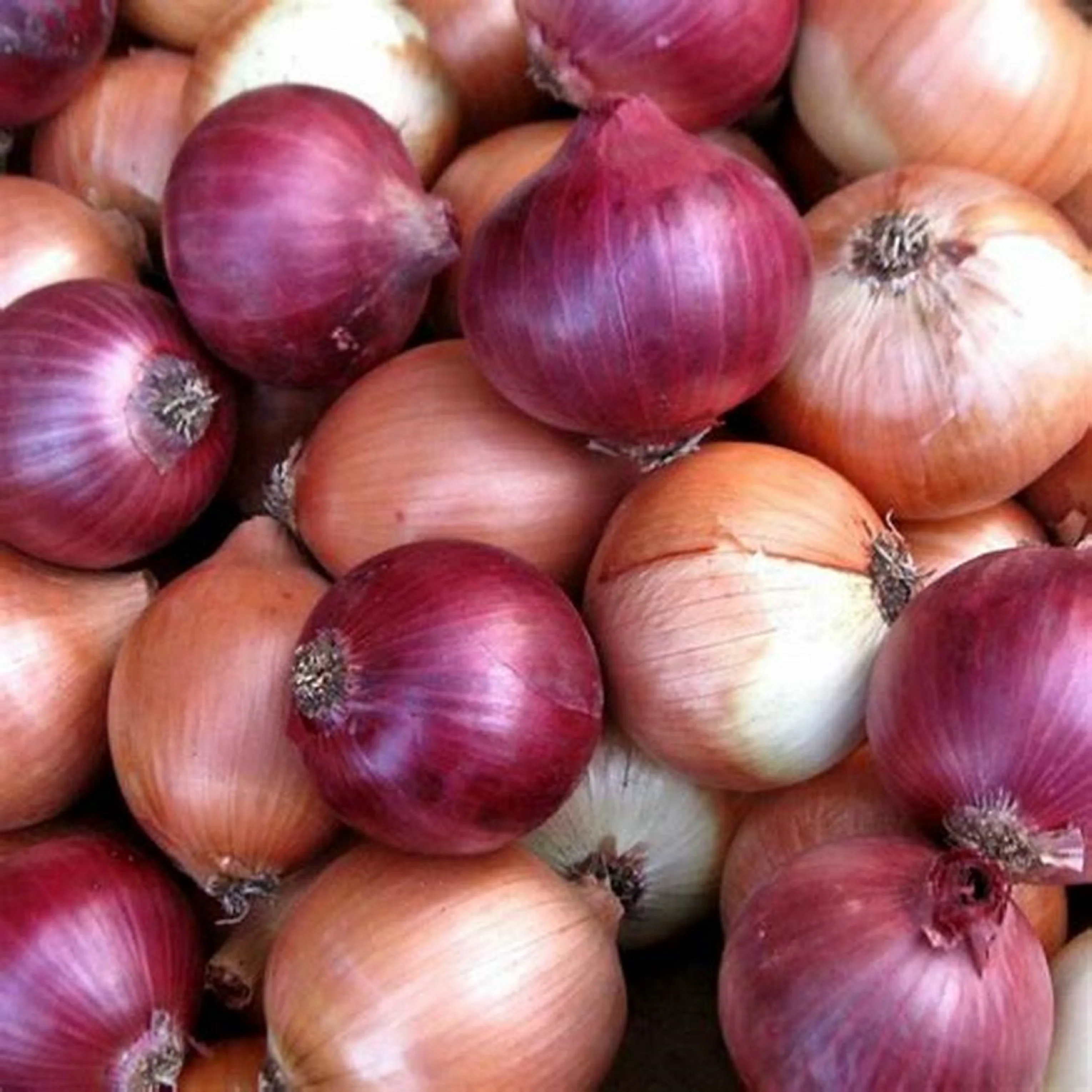 
Onion Chinese Red Onion Fresh Vegetable Shallot Boiled Scallion Red Onion Wholesale 