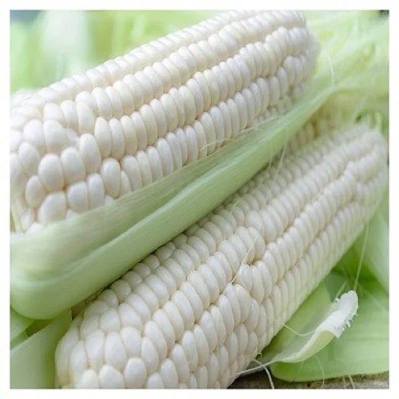 
Top quality pure white dry corn/quality dried white corn 