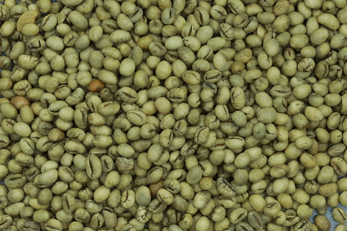 2 Years Shelf Life Dry Natural Polished (CU16B) Culi Green Coffee Beans From Vietnam with COMMON Cultivation Type