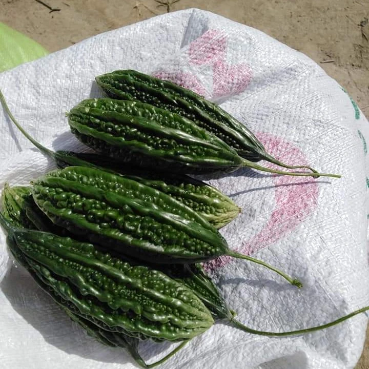 
 Крупные партии семян овощей, семена горькой тыквы SHIVAM (OP) для Южной Африки  