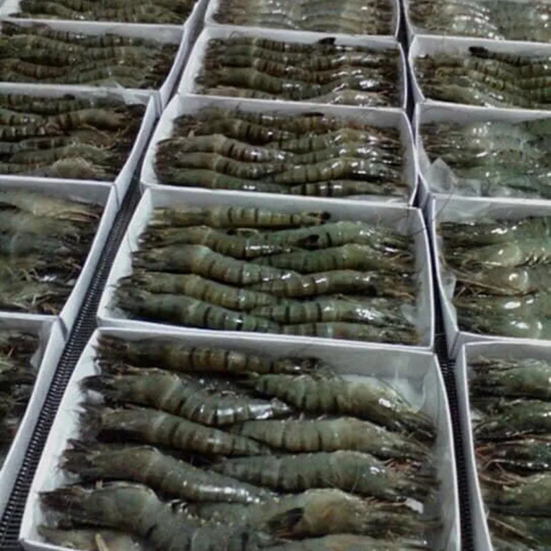 Best Quality Frozen Black Tiger Shrimp Natural Sea Caught Whole Part Export Standard