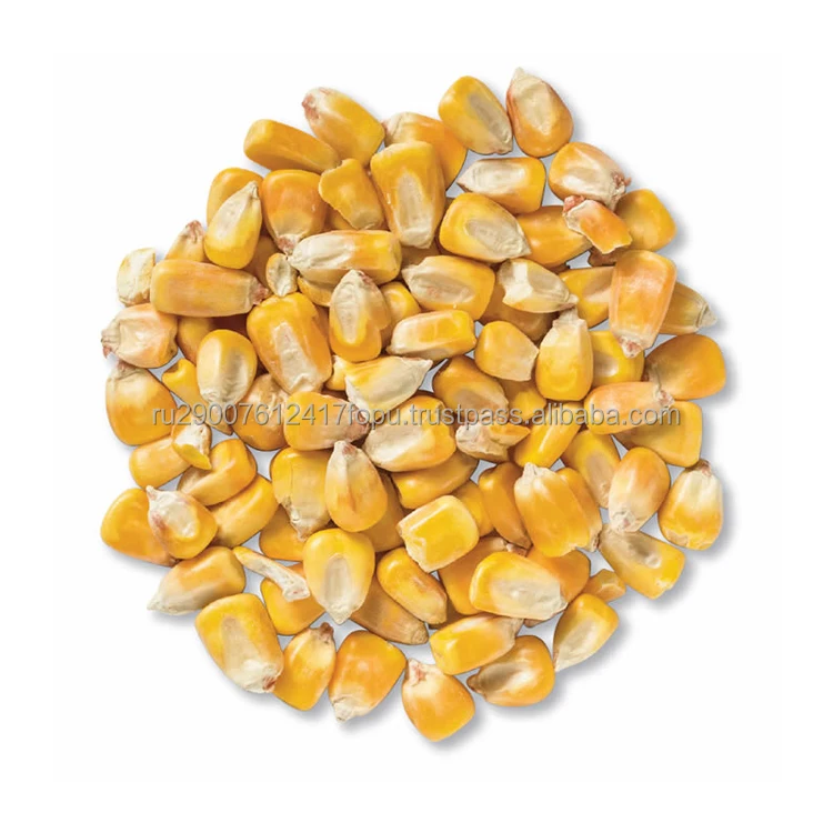 Corn feed with worldwide delivery for feeding agricultural livestock in the production of compound feed, Corn