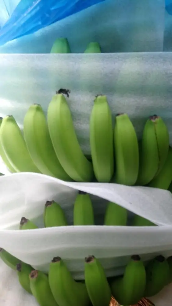 Fresh Cavendish Banana- Grade A from Vietnam- Best choice of tropical fruits