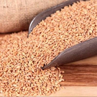 Высокое качество Ячменный Солод ячменя зерна и