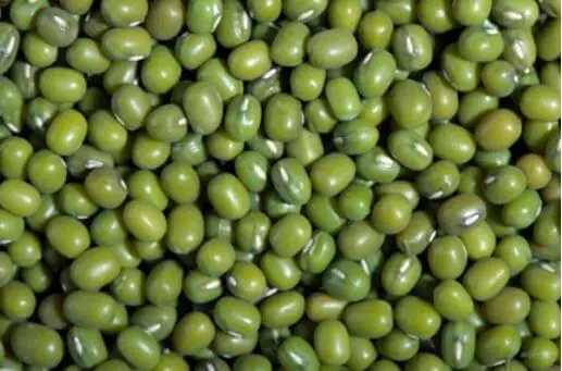 VIETNAM VEGETARIAN MUNG Bean SPROUT CANNED PICKLED GREEN in 3000GR 3KG 3100ML A10 Tin CRUNCHY TASTE Steamed Vinegar 0.3 Kg Sour