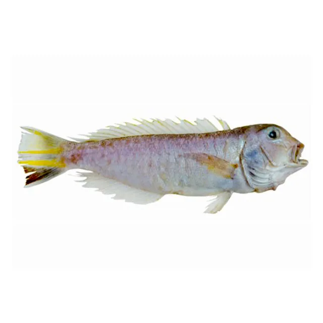 
Best Quality With Very Good Price Of Frozen Dory Fish Whole Round Top Selling Natural 