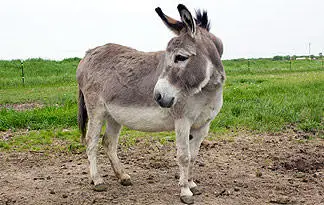 
Live Pregnant Goats/Horses/Donkeys/Cattle/Cows/sheep and Camel For SALE 