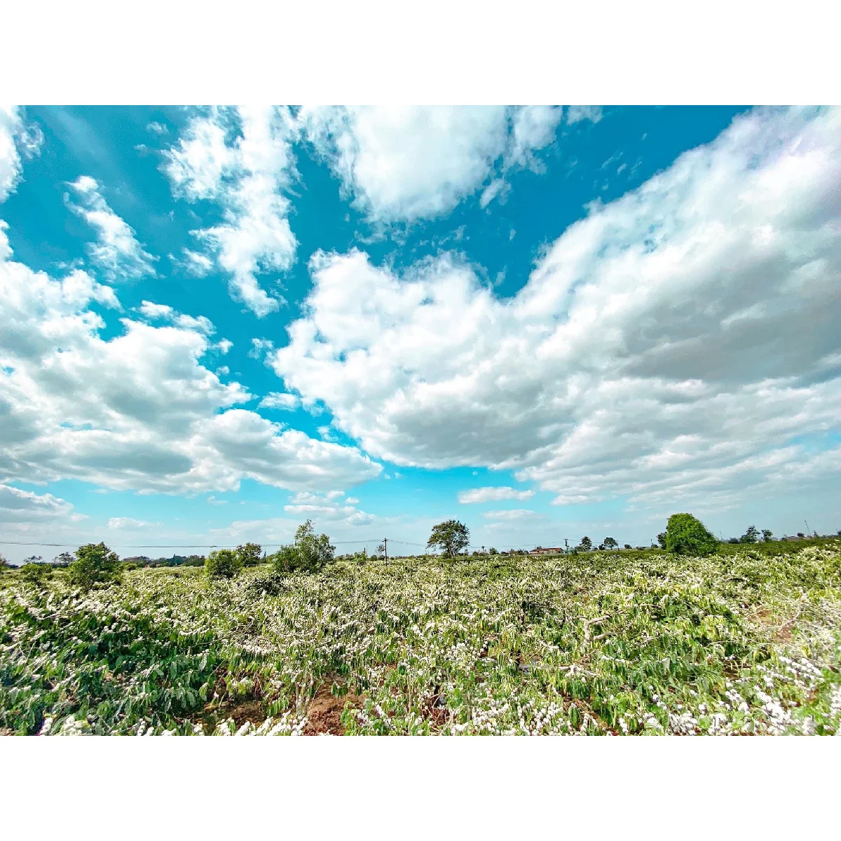 
Shelf Life 2 Years 98% Maturity Common Cultivation Type Pure 12.5% Max Moisture Coffee Bean 