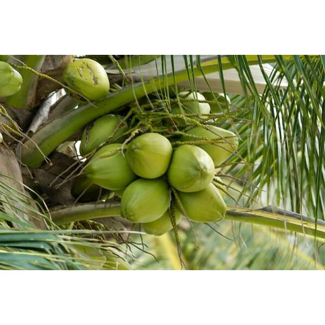 Fresh Super Delicious Taste Premium Quality Durian - Whole Fruit Export