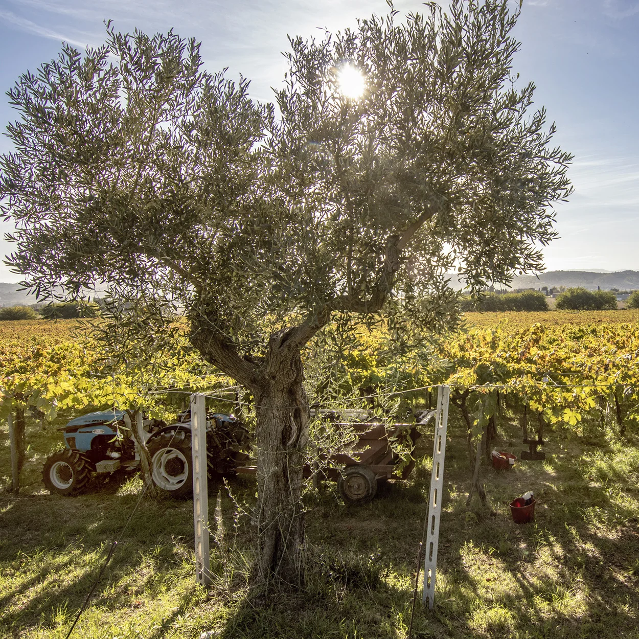 Высококачественное итальянское красное вино-POGGIO DRAGONE sanджоese Merlot 75cl вино спиртовой напиток