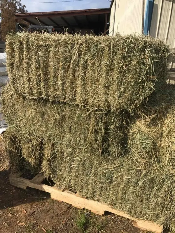 Top Quality  Timothy / Alfalfa HAY FOR SALE