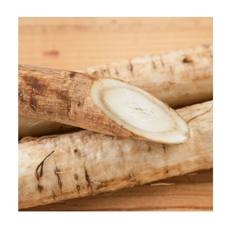 Лучшая заводская цена на свежие овощи Burdock доступен в наличии оптом с индивидуальной упаковкой
