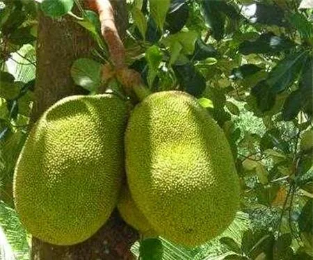 Вьетнамский свежий Jackfruit No chemichals (WS: + 84904230236)