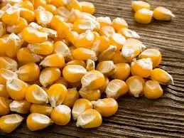 Yellow Corn for sale Europe processed