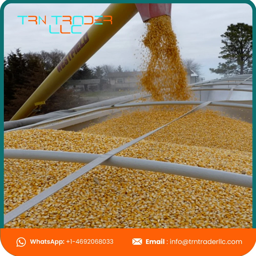 Высококачественная желтая кукуруза и белая для корма людей животных