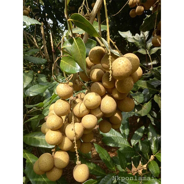 Fresh Longan Wholesale Special Cuisine Organic Fresh Fruit with Sweet Taste from Thailand Top Tropical Fruit for Export