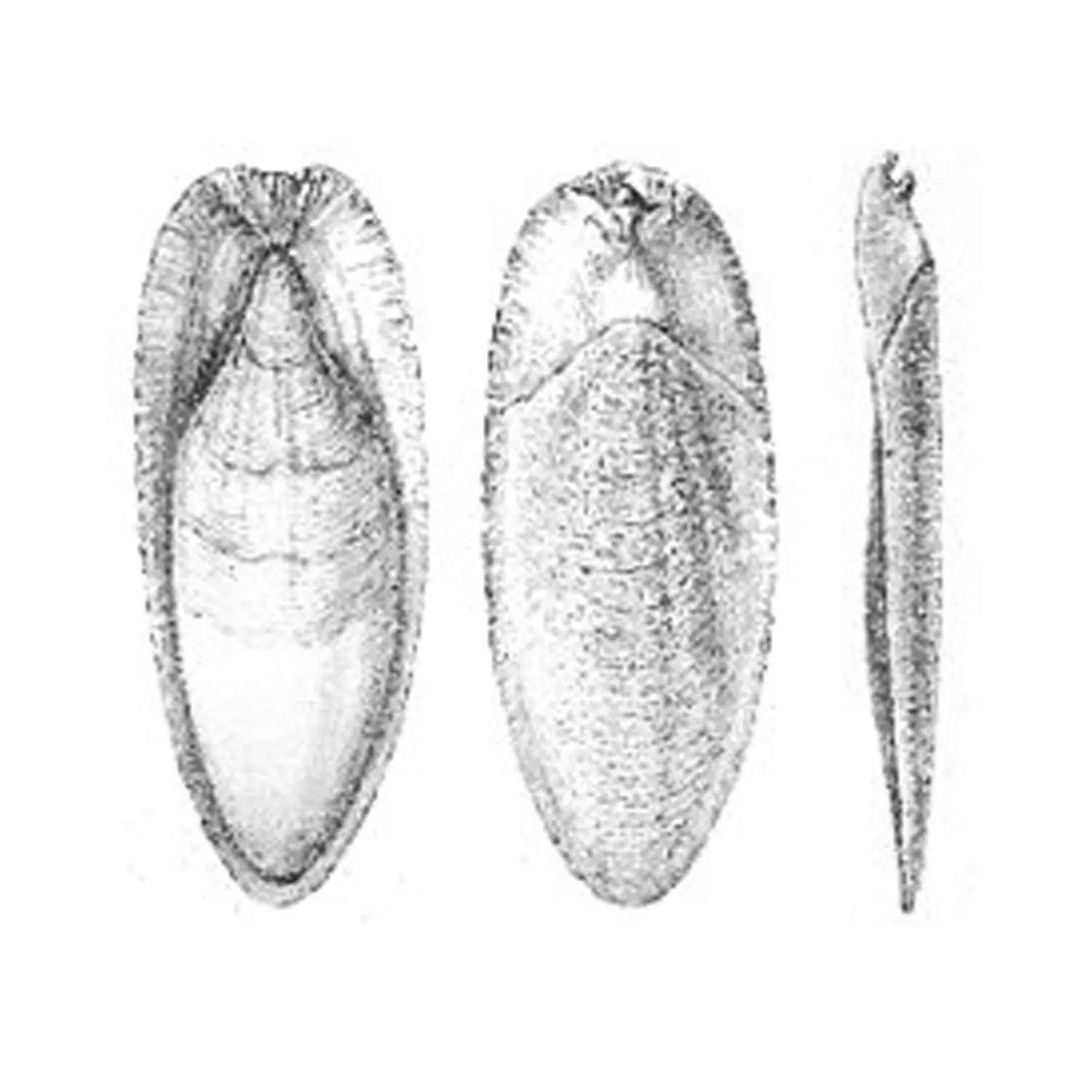 Bulk Cuttle Fish Bone- Cuttlebone Clean For Sale