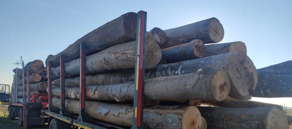 European Beech Log and Lumbers for sale