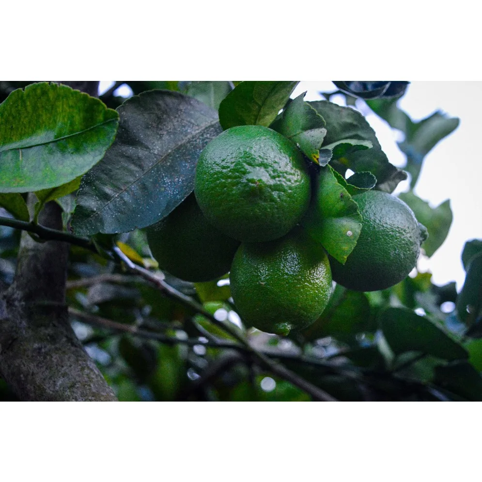 10kg Fresh 100% Maturity Green skin Good Quality 5 cm Size 12 Months Shell Life Natural Taste Lime Seedless