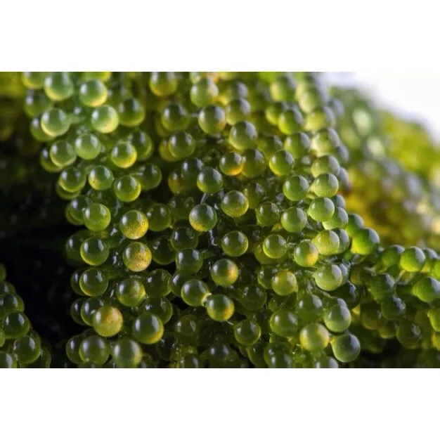  Соленый морской виноград/сушеный виноград/натуральный колбарпа линзолиферный порошок // мисс Ниан + 84 363 210 230