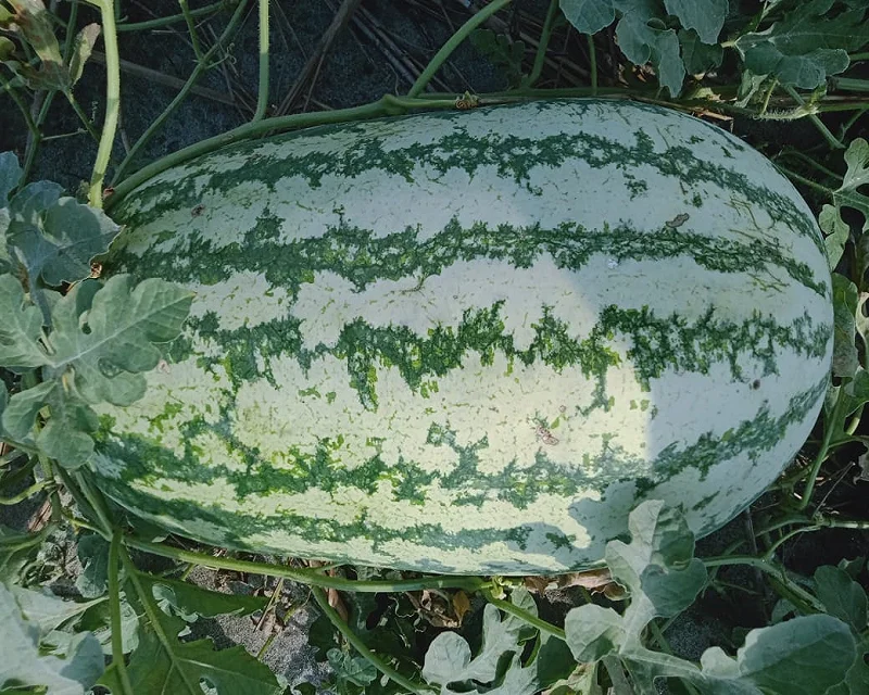  Гибридные семена арбуза Alfa F1 по оптовой цене от 8 до 12 кг