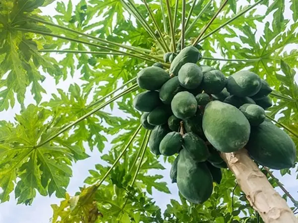  Поставка свежих фруктов папайи из Вьетнама MS ANNA + 84902804571