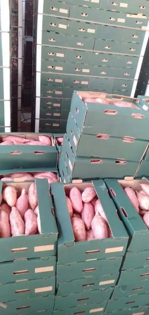 A1 Assorted Quality Exclusive Fresh SWEET POTATOES available for export at a Cheaper Price