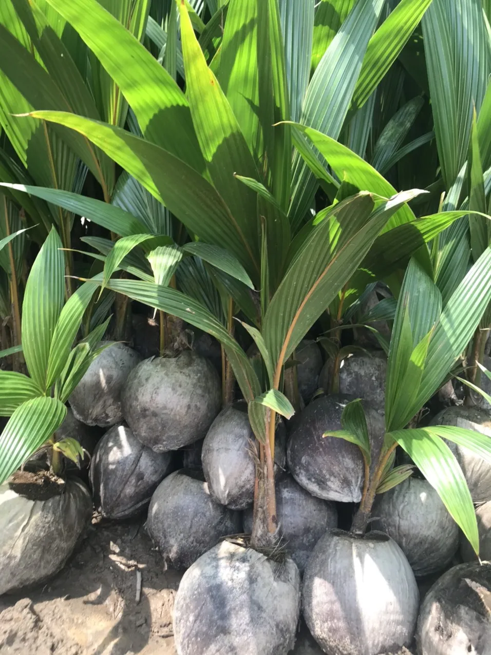 Кокосовое рассады/кокосовое дерево/молодое кокосовое растение вьетнамская Дельта (MS LAURA + 84 896611913)