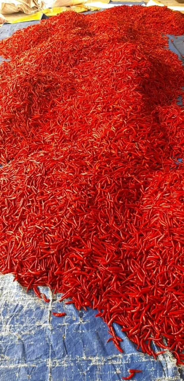 Powder Chilli Puree IQF Hot Pepper Red Chili KOSHER Style Color Herbs Weight Shelf Raw Origin Type Life Shape BRC Product ISO