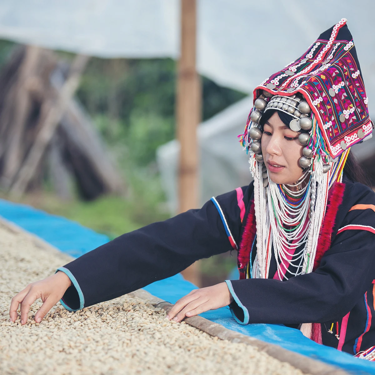 Зеленые кофейные зерна arabica оптовая продажа из Таиланда