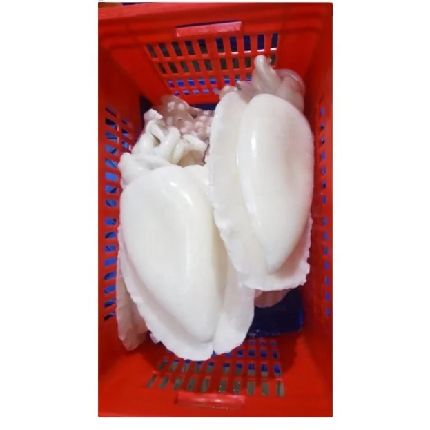 FROZEN CUTTLEFISH WHOLE CLEANED IQF