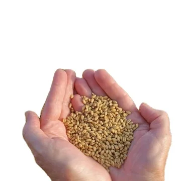 Wheat Grain in Bulk / High Quality Wheat, Whole Nutrition Grain for Export