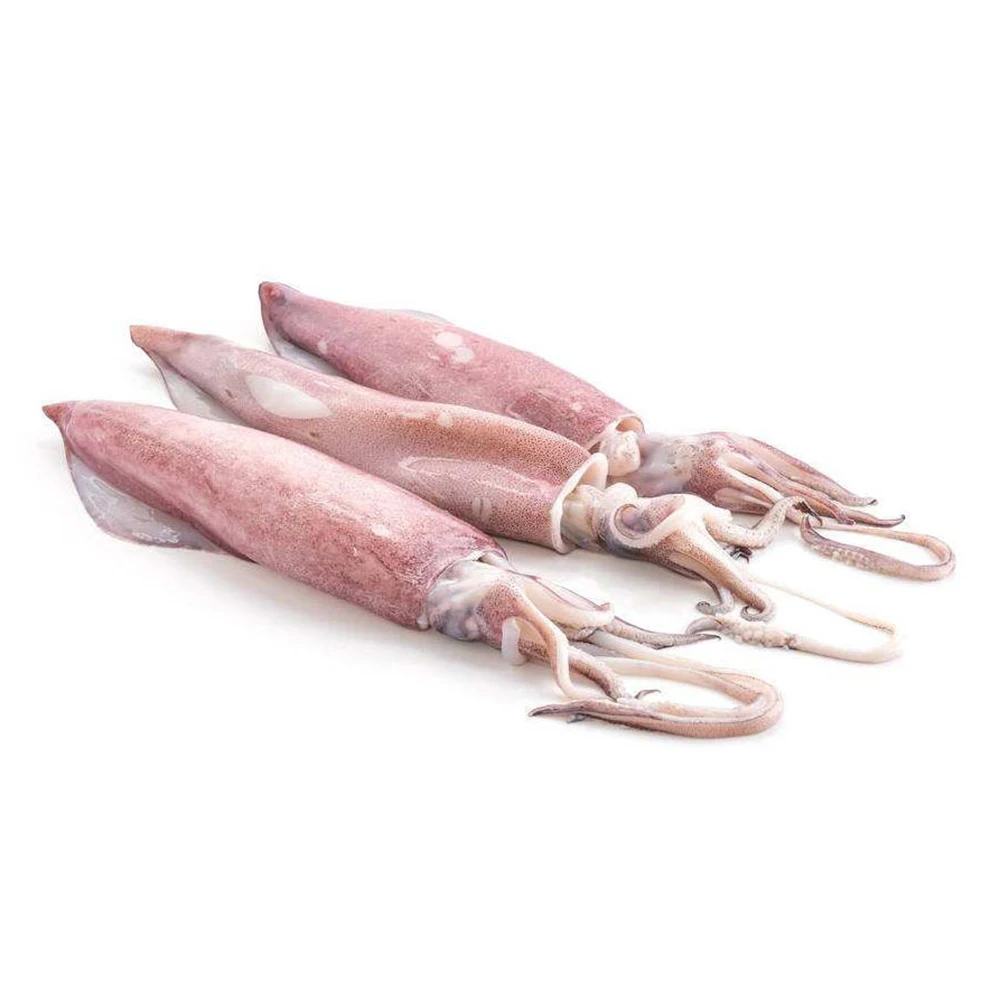 Food Market Wholesale Price Cheap Sea Frozen Squid Whole All Size Illex