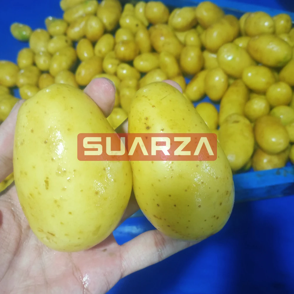New fresh potato seeds for wholesale