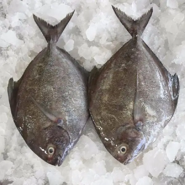 Frozen IQF Black Pomfret export from Vietnam with competitive price(ThaiLien company, Ms Fiona +84908794118)