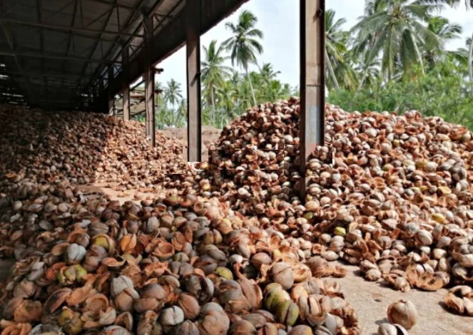 Coco peat  from fine crushed coconut