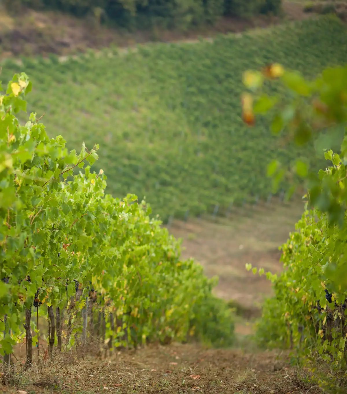 New Product 2021 Mini Format no Artificial Colors Red Wine From Italy  0.25 L Ideal as Aperitif  Wine