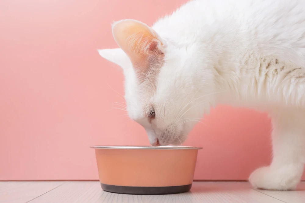 New Product - Fish Dried Proteins Content Adult Cat Food for Cat Wellness 0.4kg