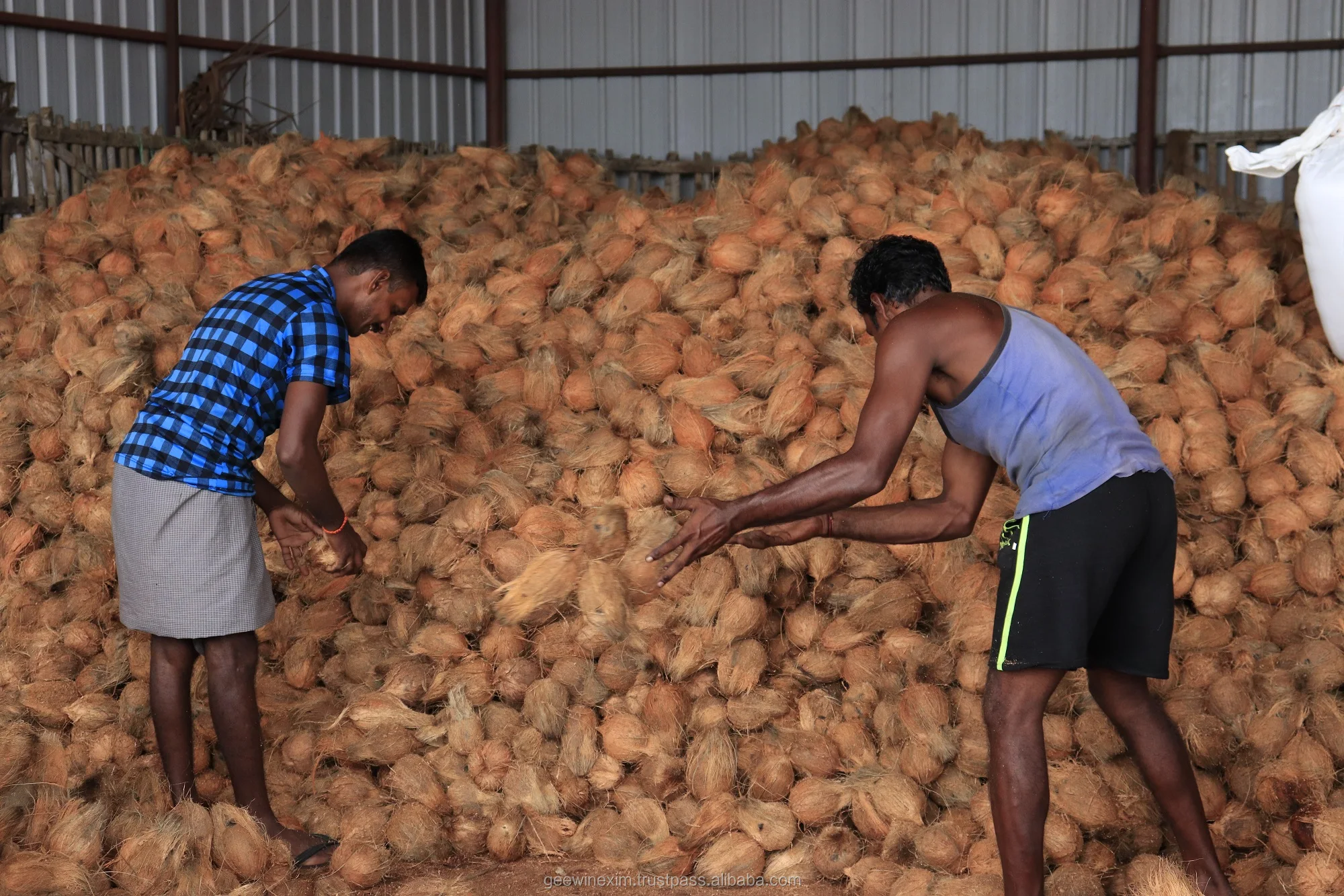  FRESH INDIAN SEMI HUSKED COCONUT FROM INDIA